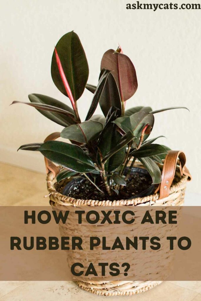 How Toxic Are Rubber Plants To Cats?How Toxic Are Rubber Plants To Cats?