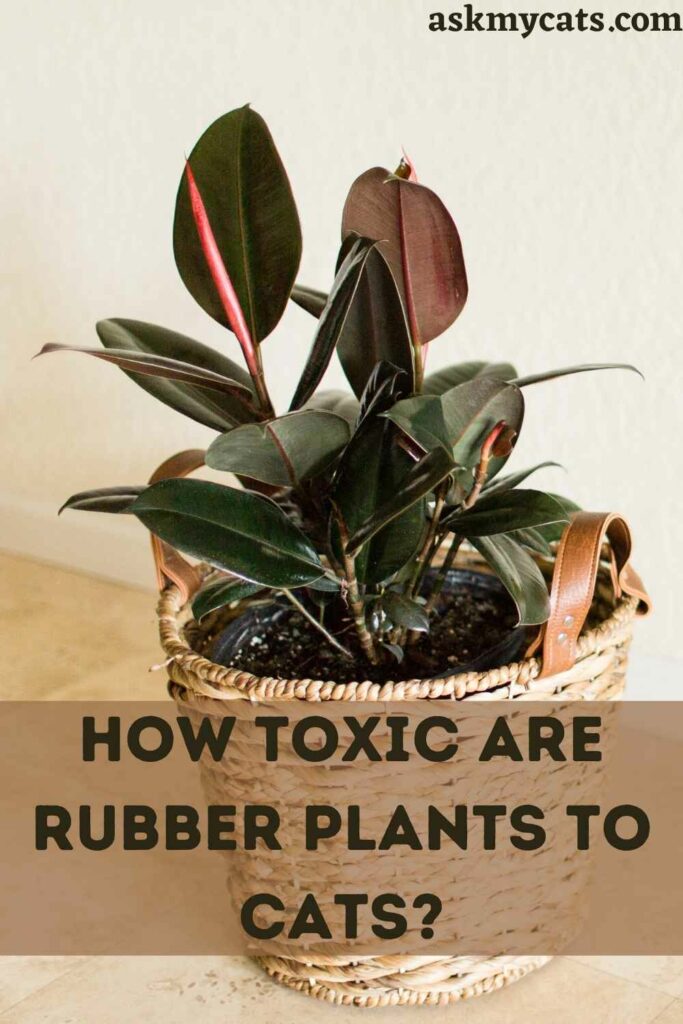 are rubber trees poisonous to dogs