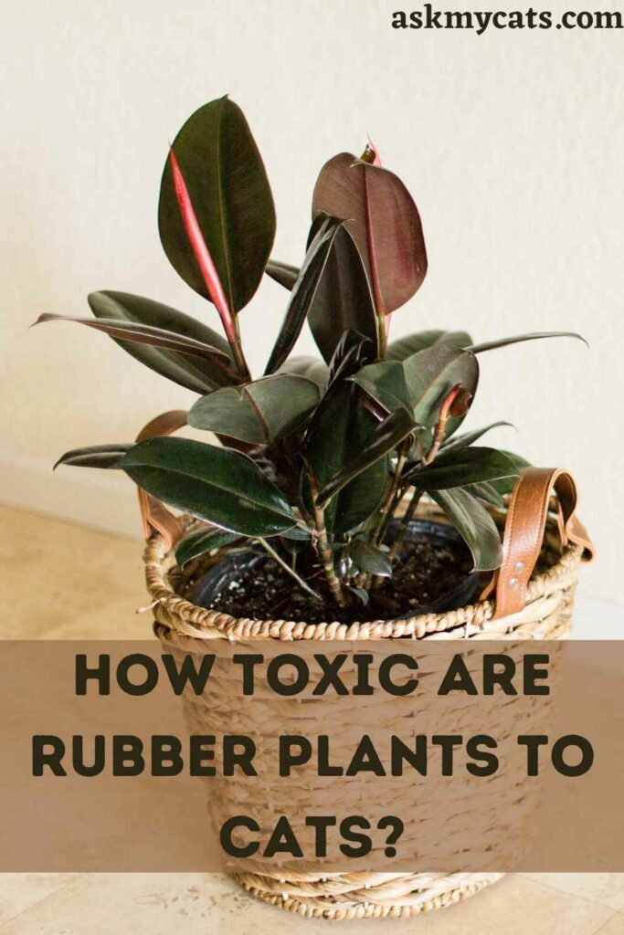 Are Rubber Trees Poisonous To Dogs Are Rubber Trees Poisonous To Dogs
