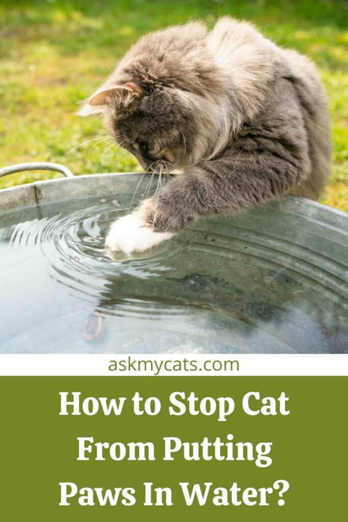 How to Stop Cat From Putting Paws In Water?