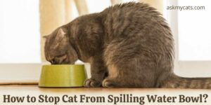 How to Stop Cat From Spilling Water Bowl?