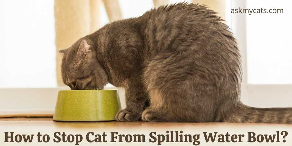 How to Stop Cat From Spilling Water Bowl