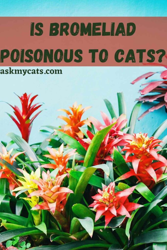 Is Bromeliad Poisonous To Cats?