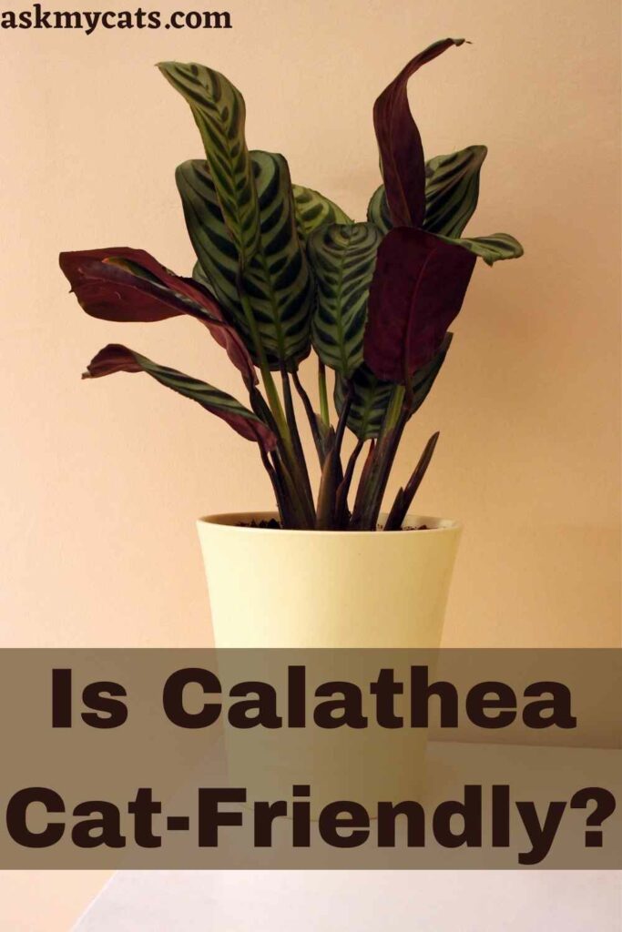 Is Calathea Cat-Friendly?