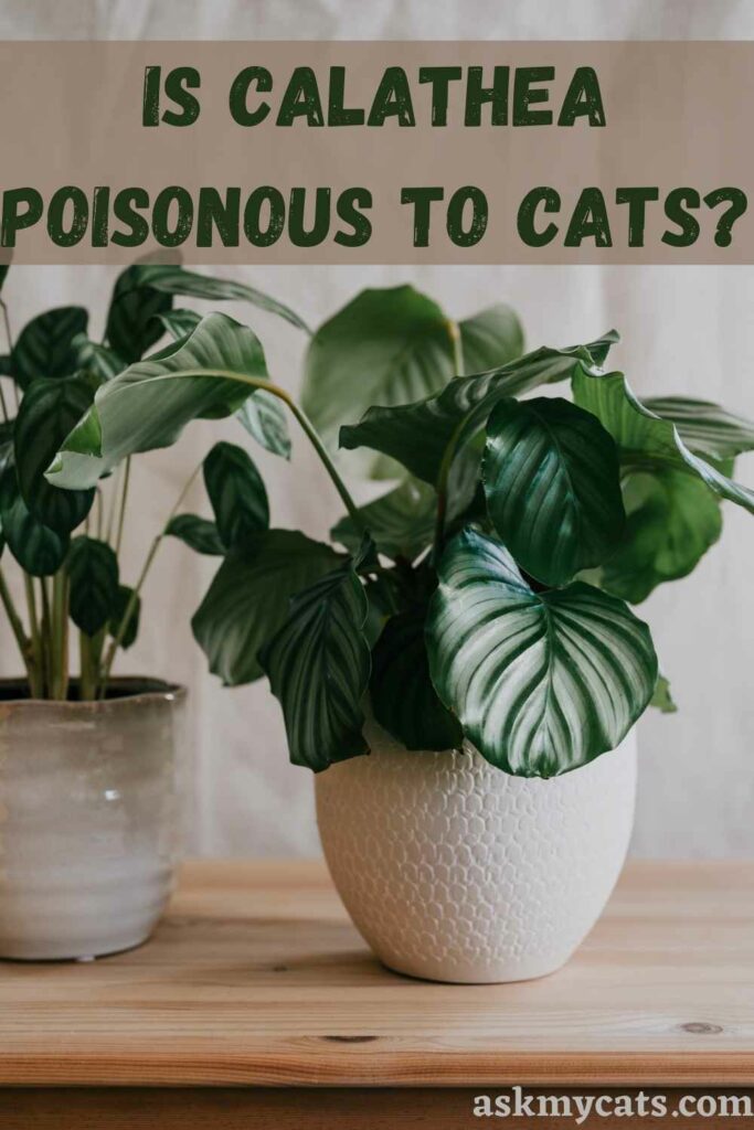 Is Calathea Poisonous To Cats?