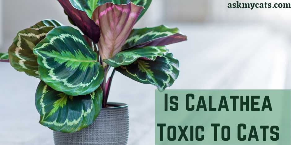 Is Calathea Toxic To Cats