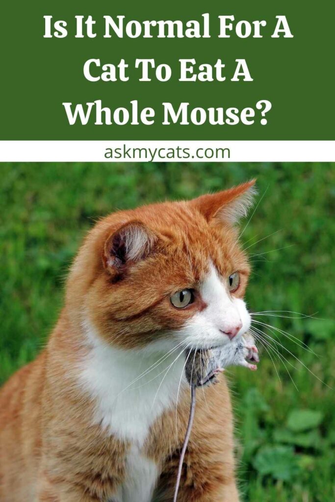 Is It Normal For A Cat To Eat A Whole Mouse?