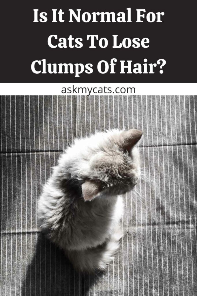 Is It Normal For Cats To Lose Clumps Of Hair?