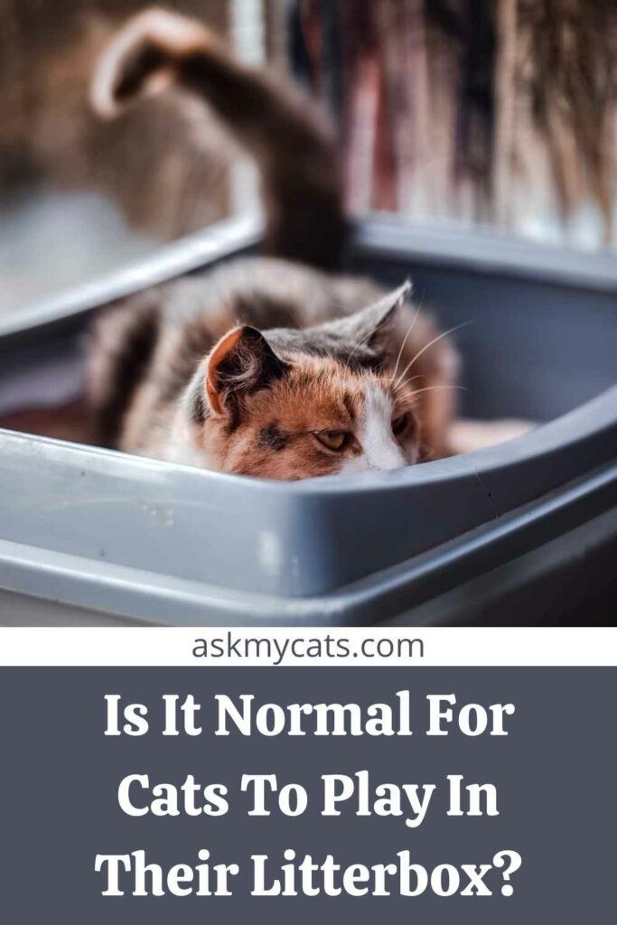 Is It Normal For Cats To Play In Their Litterbox?
