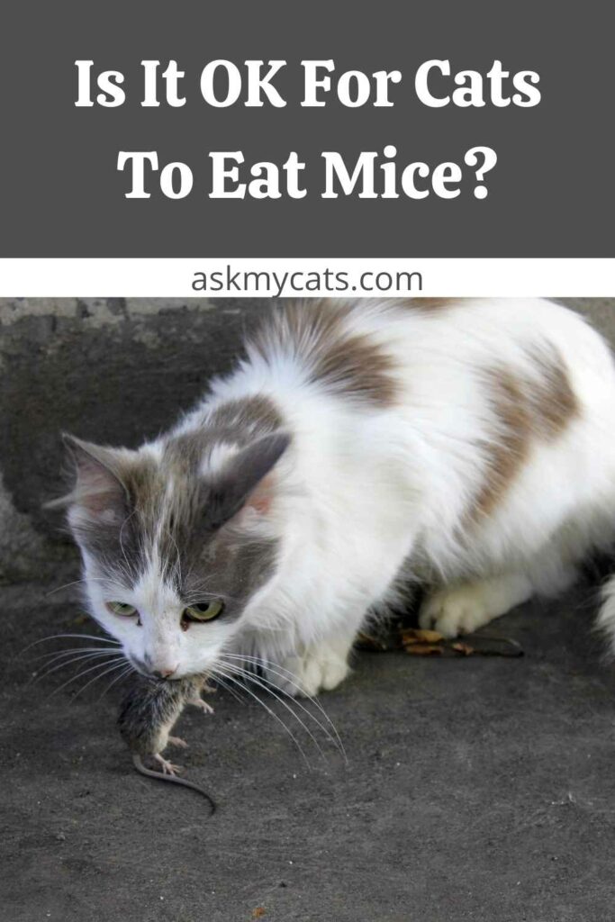 Is It OK For Cats To Eat Mice?