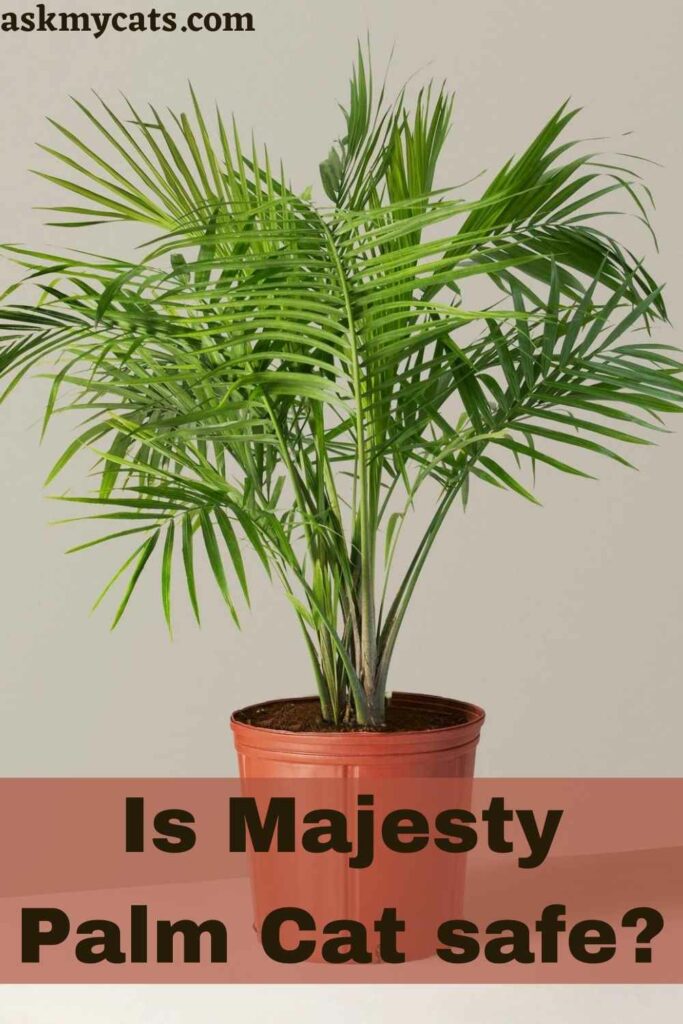 Is Majesty Palm Cat safe?