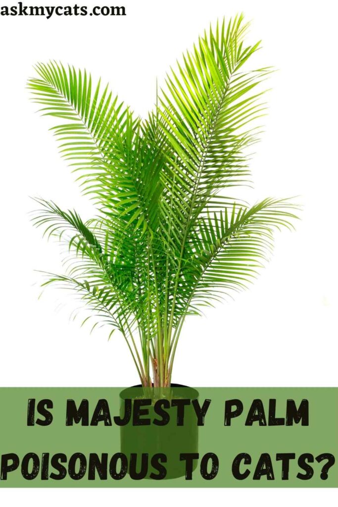 Is Majesty Palm Poisonous To Cats?