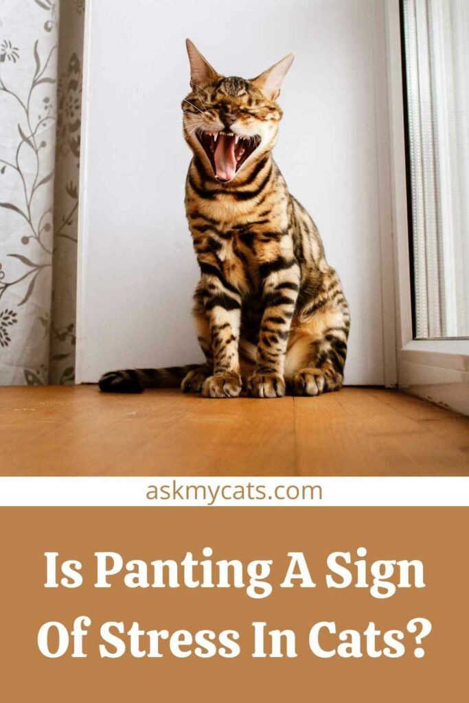 Is Panting A Sign Of Stress In Cats?