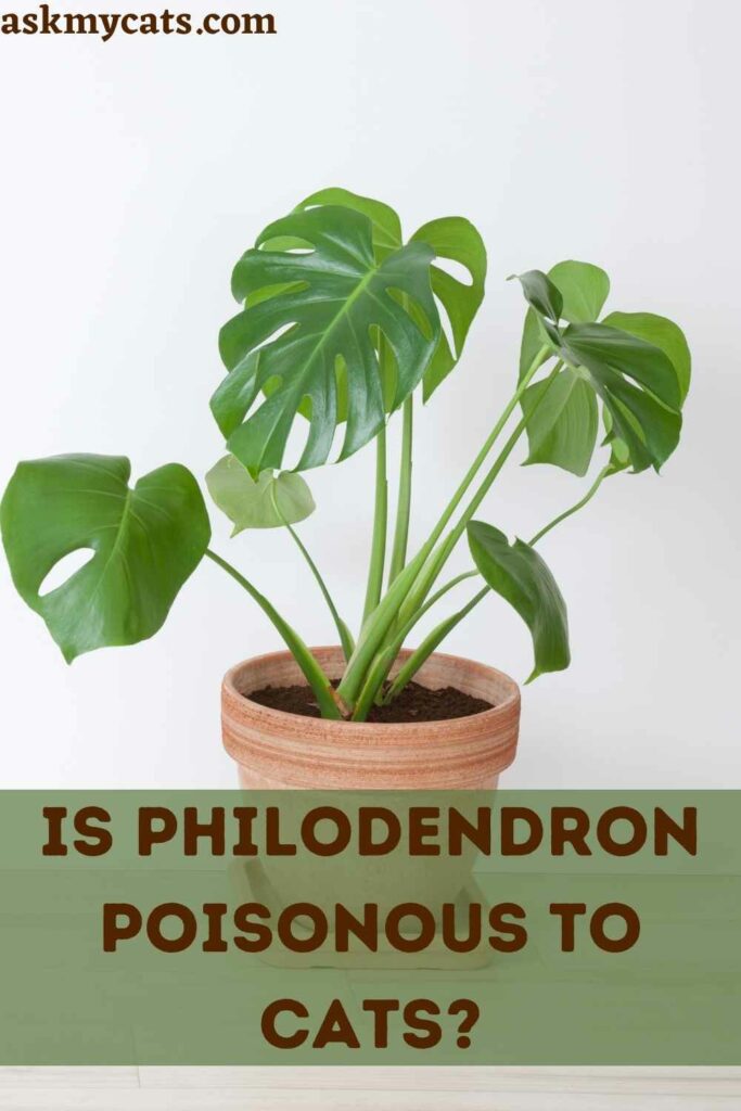 Is Philodendron Poisonous To Cats?