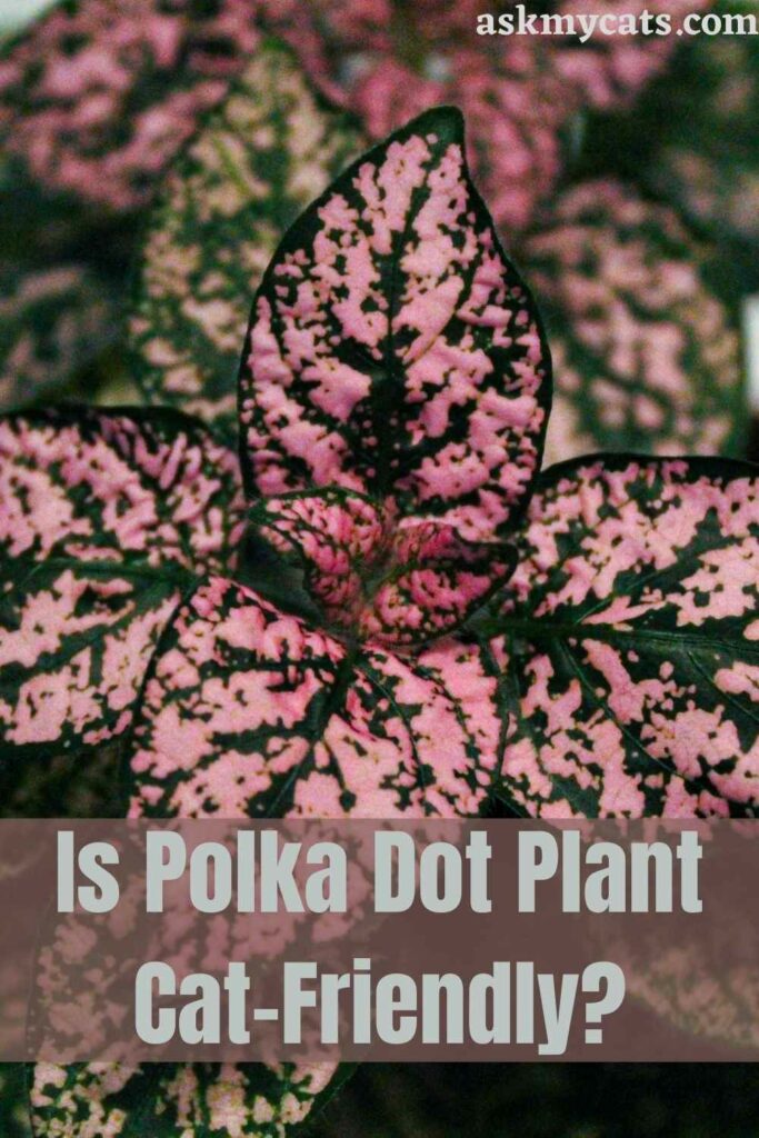 Is Polka Dot Plant Cat-Friendly?