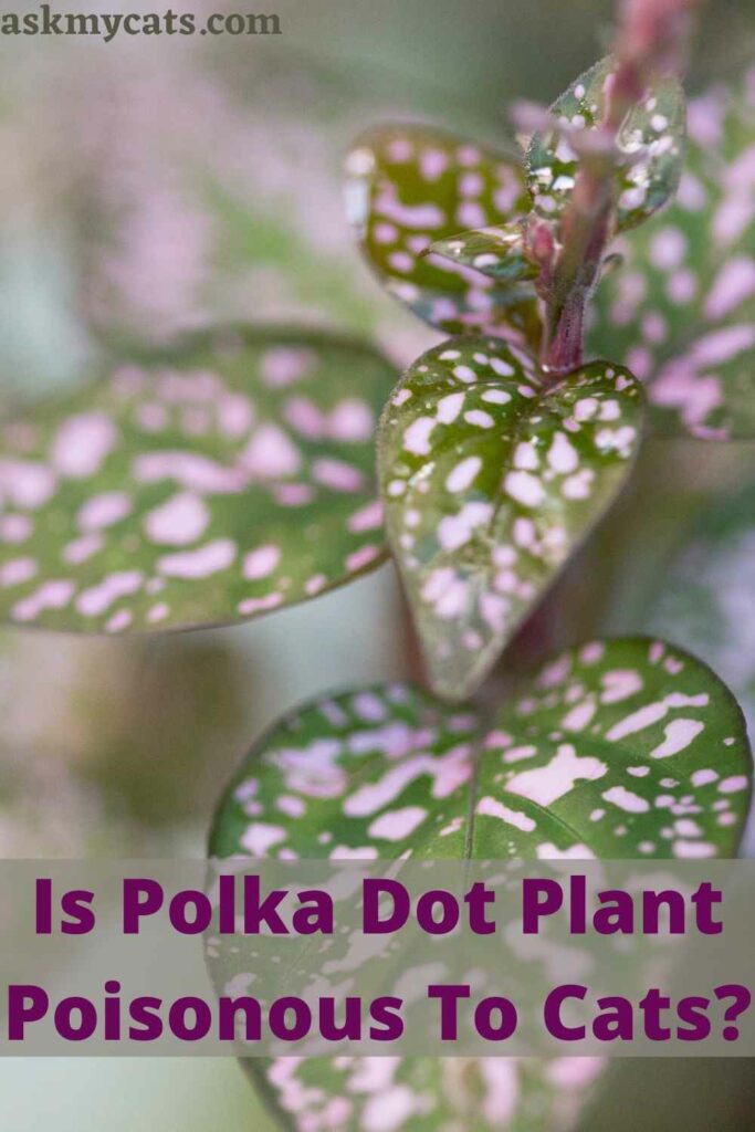 Is Polka Dot Plant Poisonous To Cats