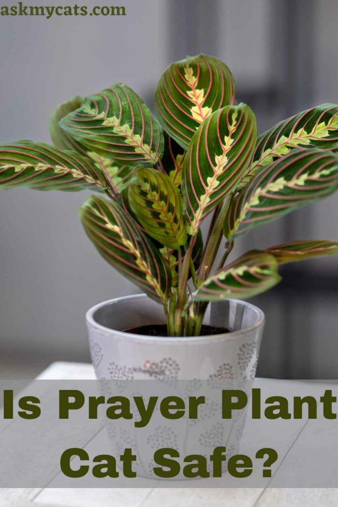 pink prayer plant poisonous to cats