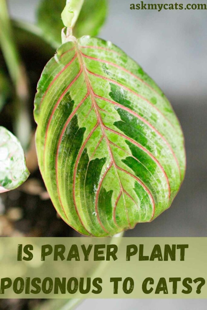 prayer plant dangerous to cats