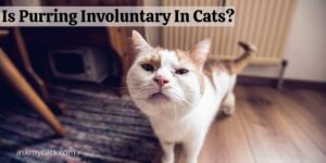 Is Purring Involuntary In Cats? Can Cats Control Their Purring?