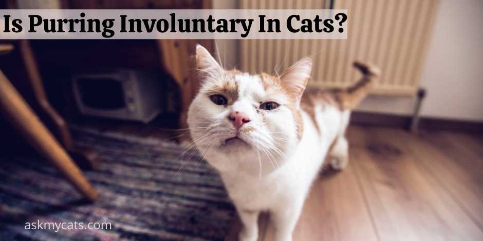 Is Purring Involuntary In Cats