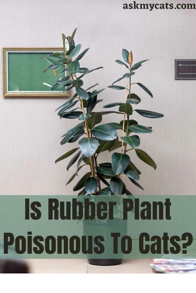 Is Rubber Plant Poisonous To Cats?