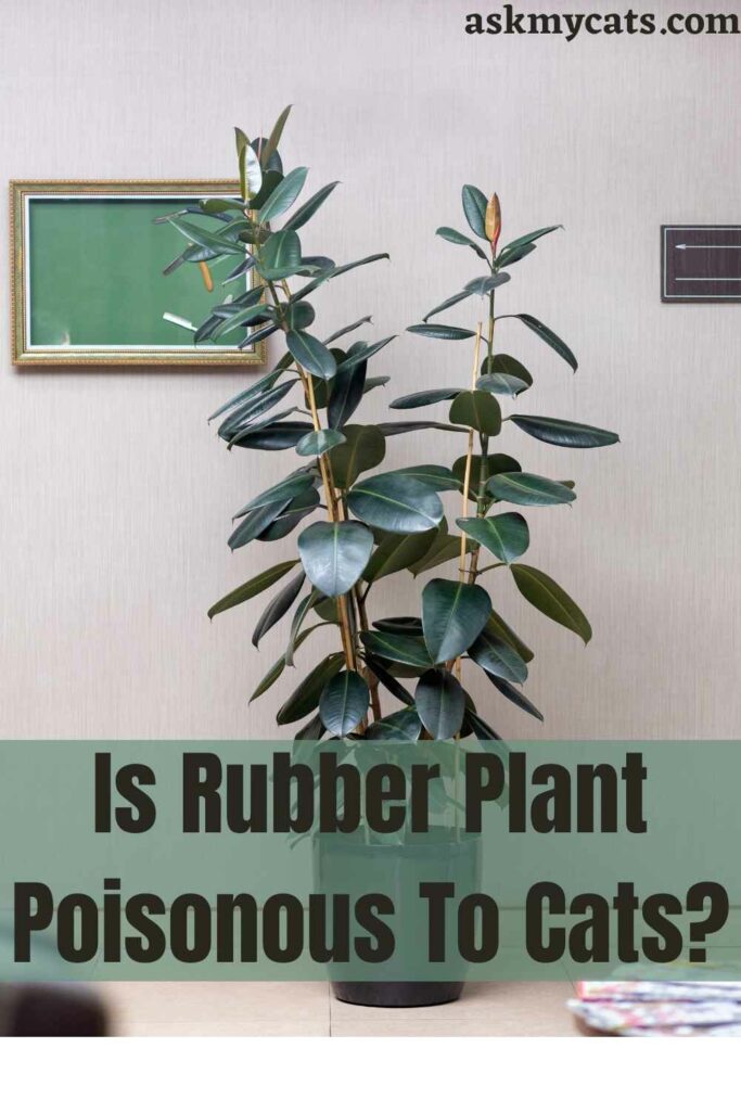 are rubber trees poisonous to dogs