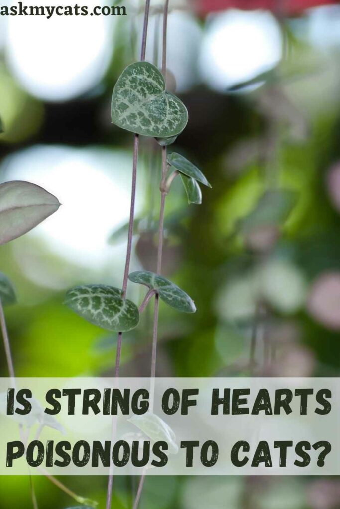 Is String Of Hearts Poisonous To Cats?