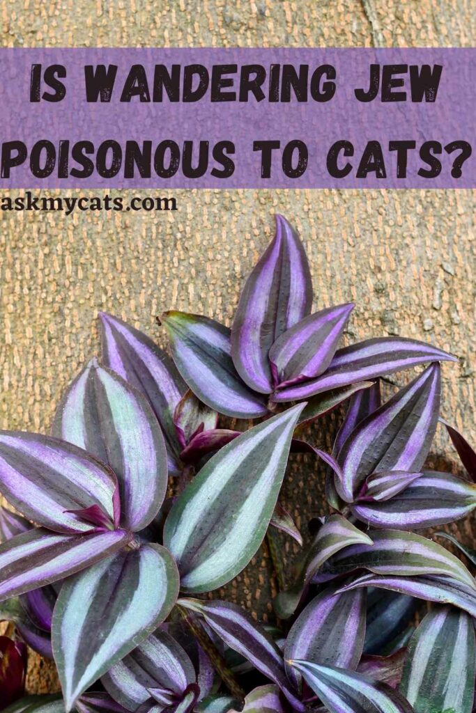 Is Wandering Jew Poisonous To Cats?