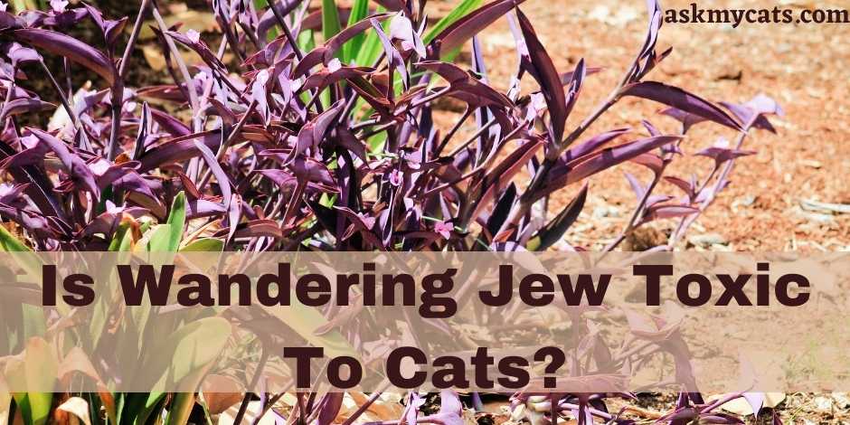 Is Wandering Jew Toxic To Cats?