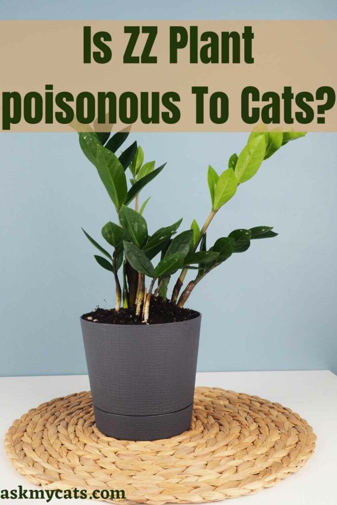 Is ZZ Plant poisonous To Cats?