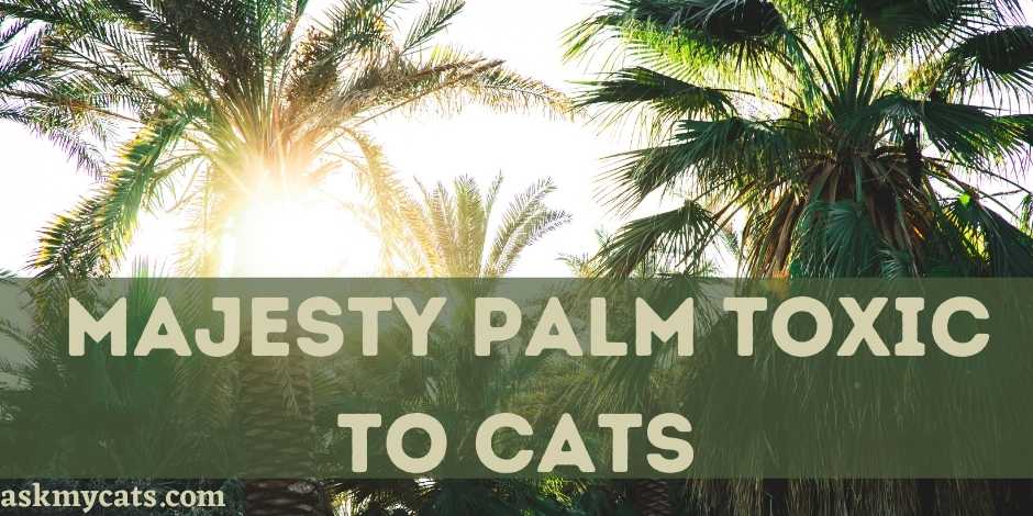  Majesty Palm Toxic To Cats