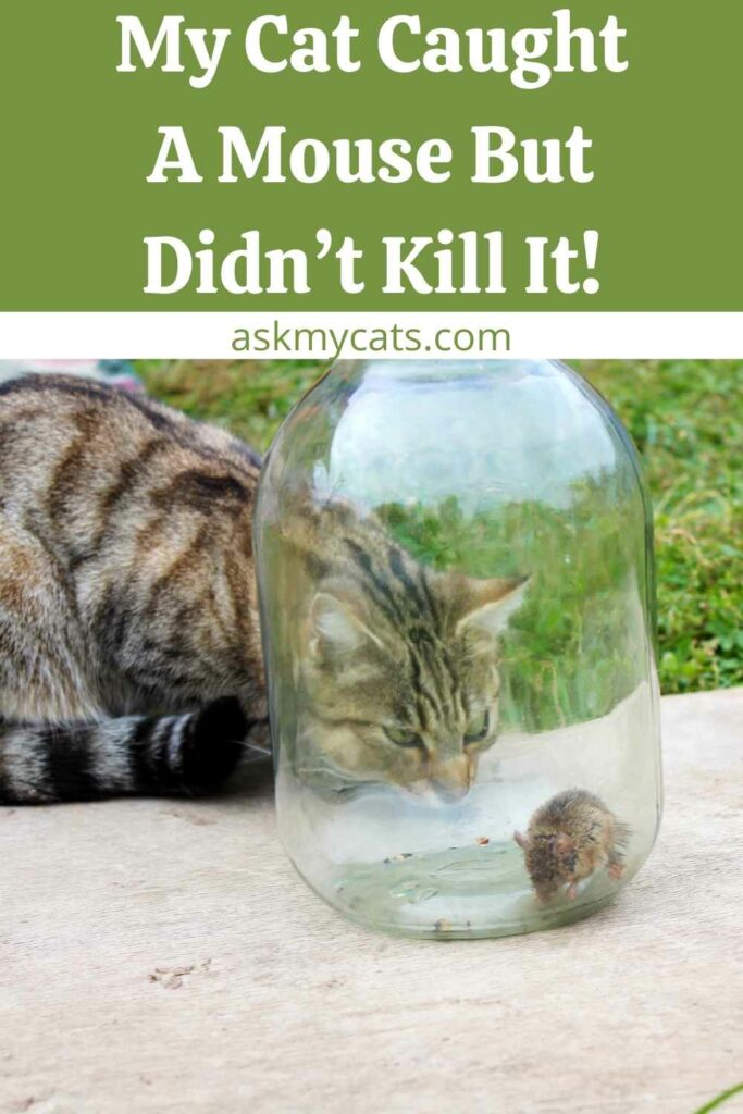 My Cat Caught A Mouse But Didn’t Kill It!