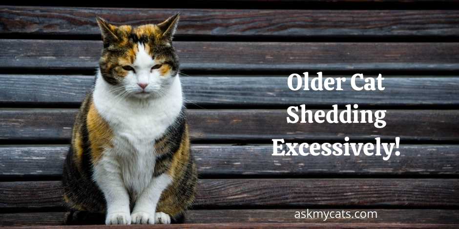Older Cat Shedding