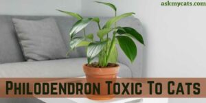 Are Philodendron Toxic To Cats? How To Treat Philodendron Poisoning In Cats?