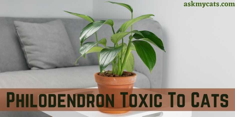 Philodendron Toxic To Cats