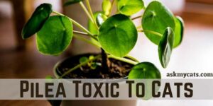 Is Pilea Toxic To Cats? How To Keep Cats Away From Pilea?