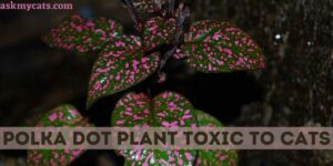 Is Polka Dot Plant Toxic To Cats? How To Keep Cats Away From Polka Dot Plant?
