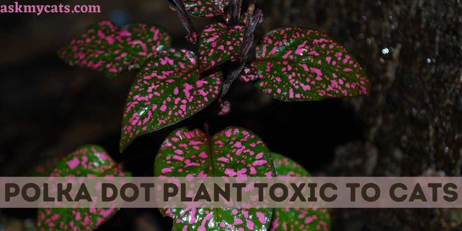 Polka Dot Plant Toxic To Cats