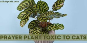 Is Prayer Plant Toxic To Cats? How To Keep Cats Away From Prayer Plant?