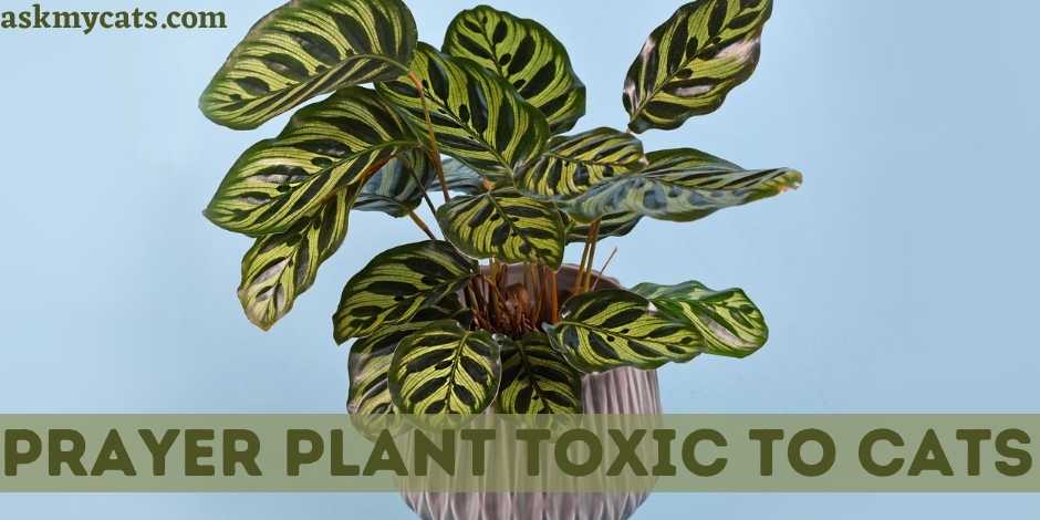 Prayer Plant Toxic To Cats