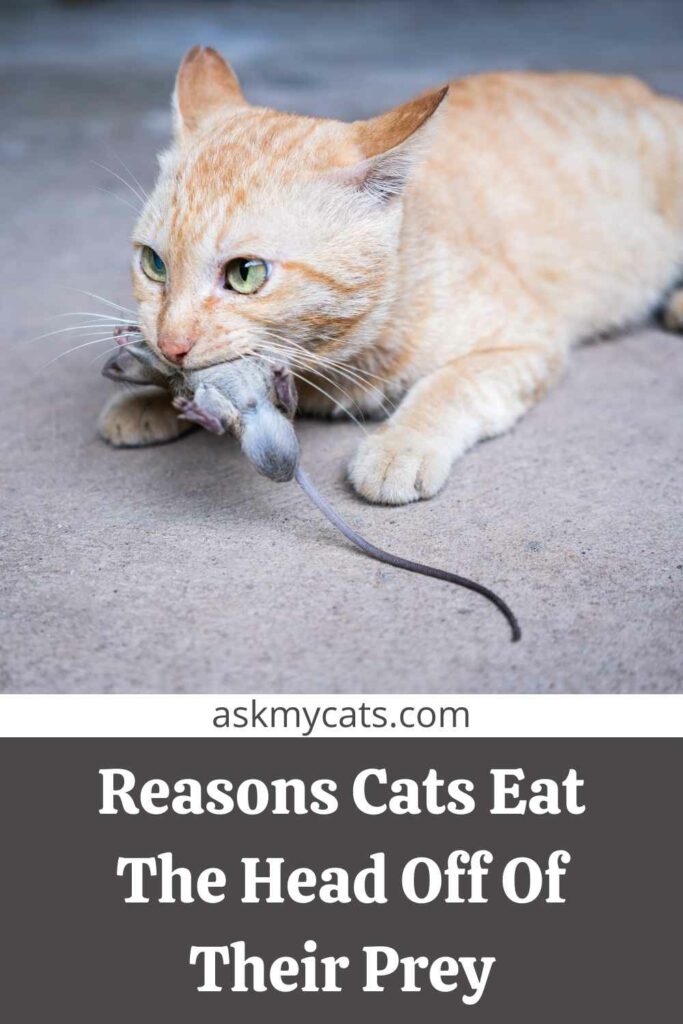Reasons Cats Eat The Head Off Of Their Prey