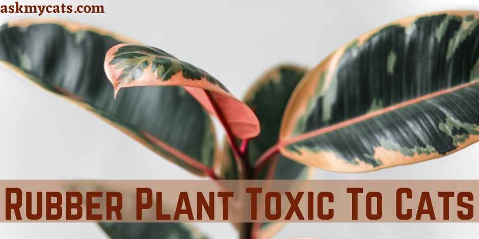 Is Rubber Plant Toxic To Cats? How To Treat Rubber Plant Poisoning In Cats?