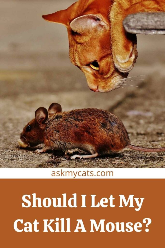 Should I Let My Cat Kill A Mouse?