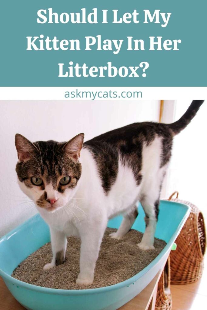 Should I Let My Kitten Play In Her Litterbox?