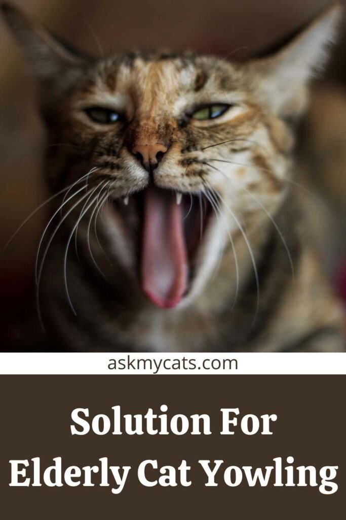 Solution For Elderly Cat Yowling