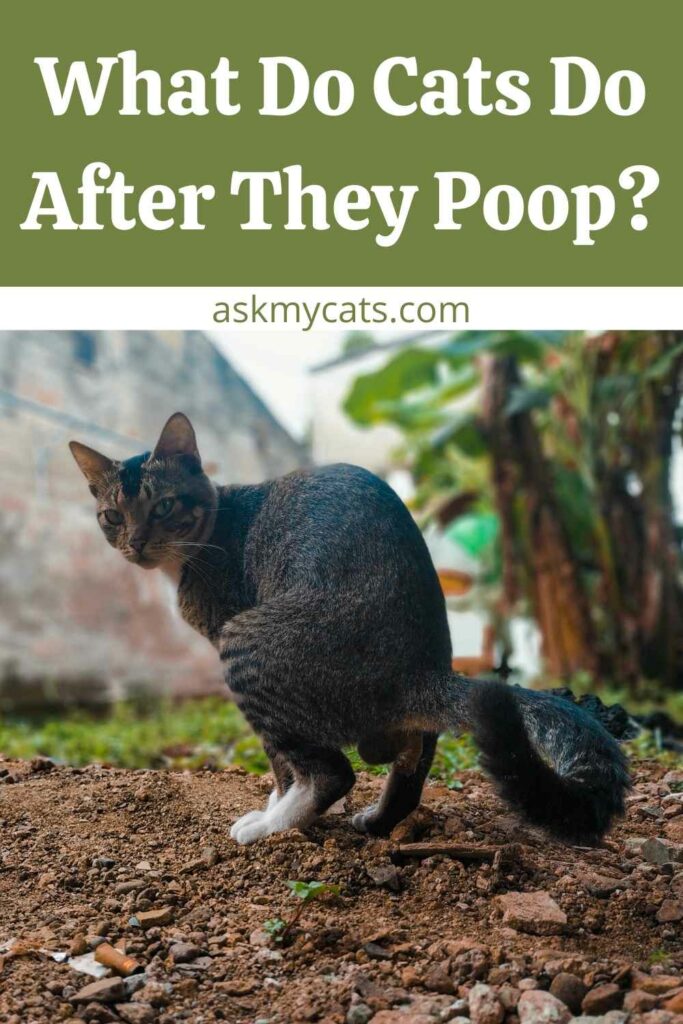 What Do Cats Do After They Poop?