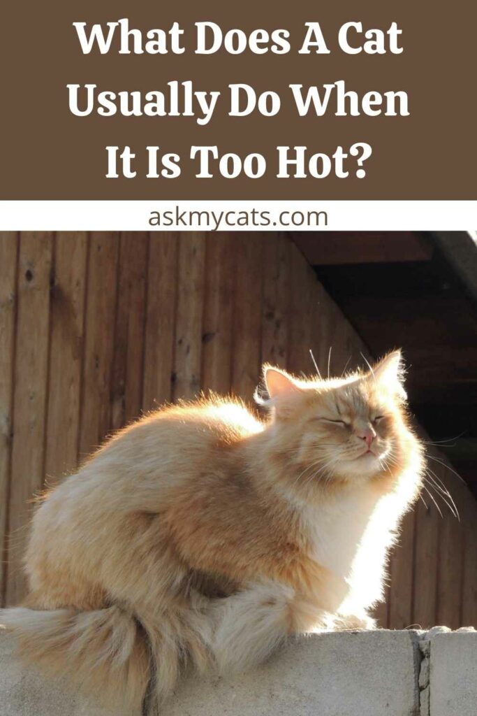 What Does A Cat Usually Do When It Is Too Hot?