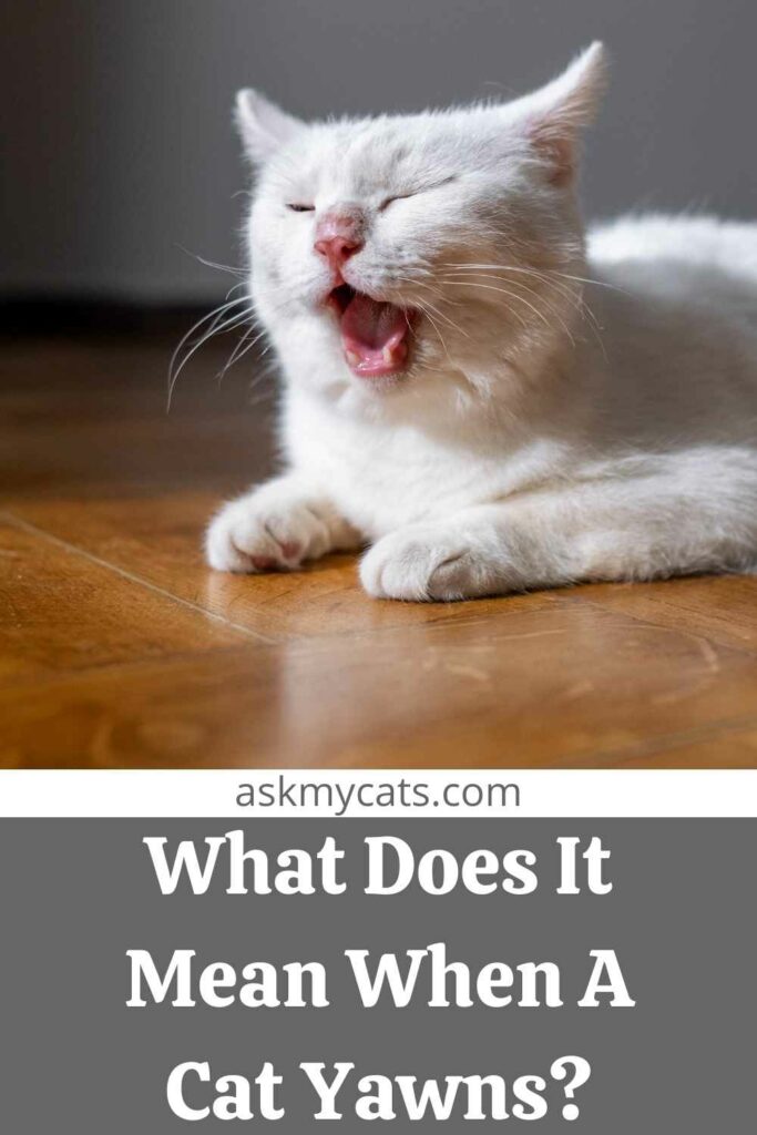 What Does It Mean When A Cat Yawns?