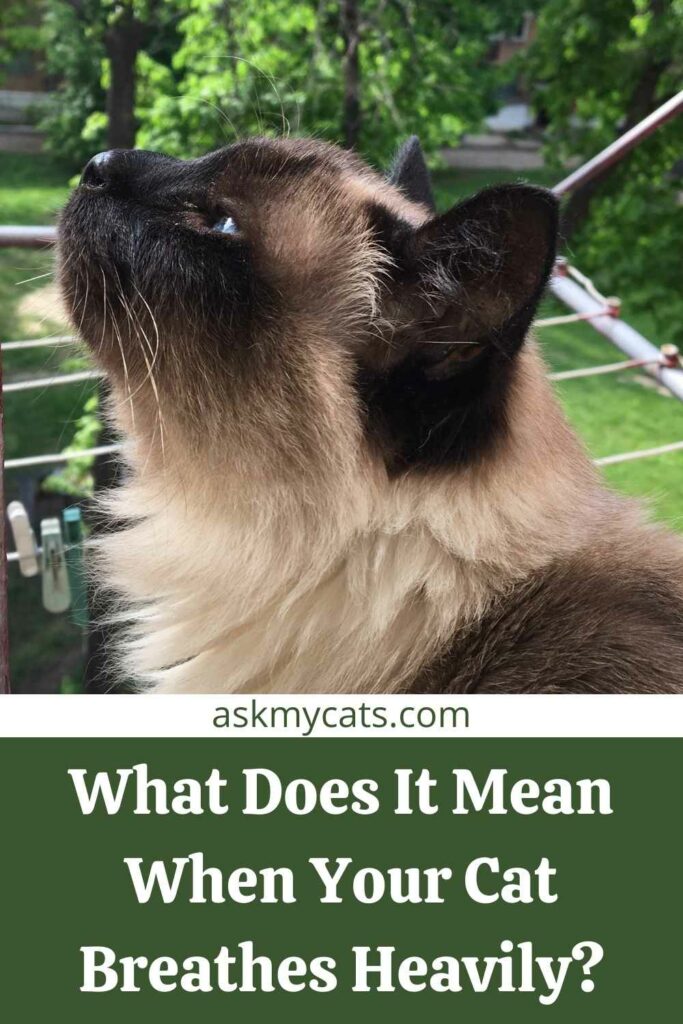 What Does It Mean When Your Cat Breathes Heavily?