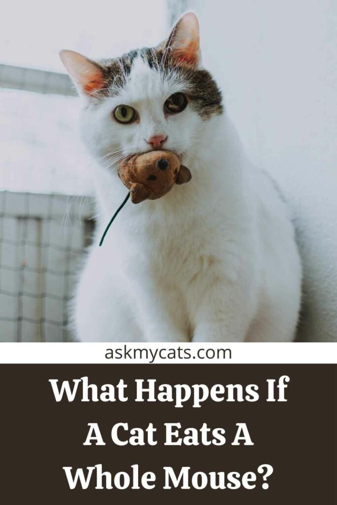 What Happens If A Cat Eats A Whole Mouse?